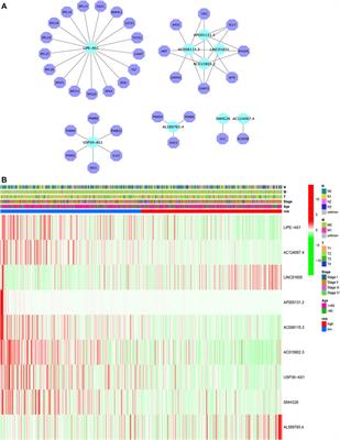 Amino Acid Metabolism-Related lncRNA Signature Predicts the Prognosis of Breast Cancer